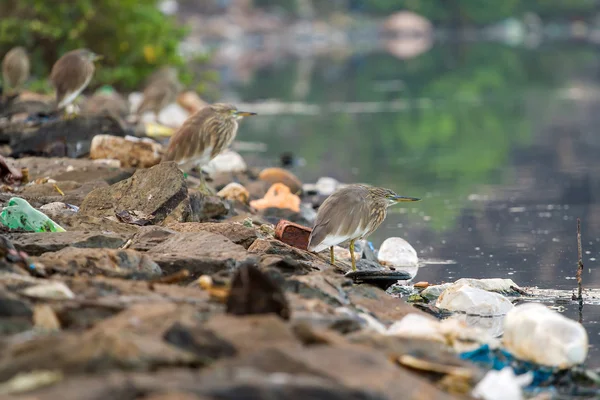 Aves no rio entre lixo — Fotografia de Stock