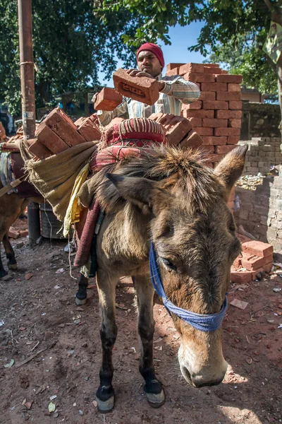 Werknemer laden ezel met bakstenen — Stockfoto