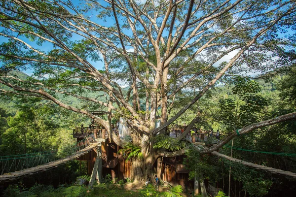 Giant Tree Cafe in the Chiang Mai — Stock Photo, Image