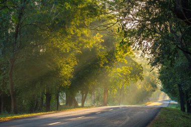 Güneş dalların arasından parlıyor.