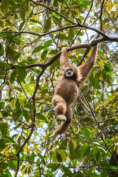 Gibbone bianco appeso ad un albero — Foto Stock