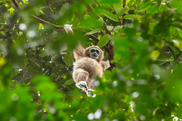 Weißes Gibbon hängt an einem Baum — Stockfoto