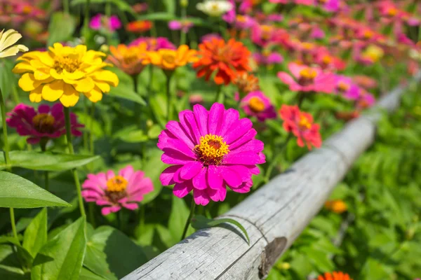 Bellissimi fiori in estate — Foto Stock