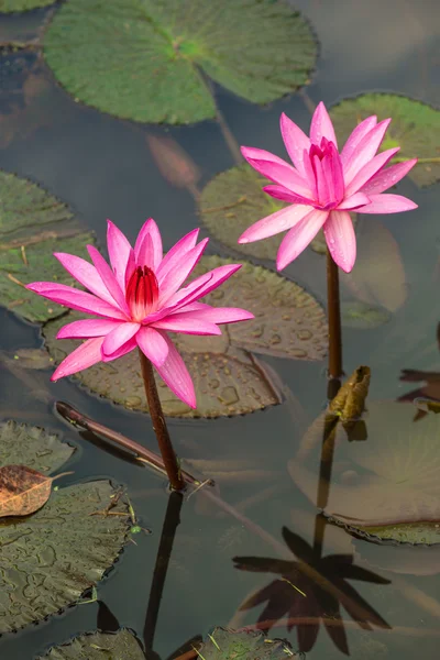 Pink water lily — Stock Photo, Image