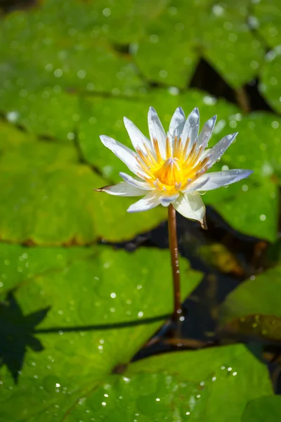 Lirio de agua blanca — Foto de Stock