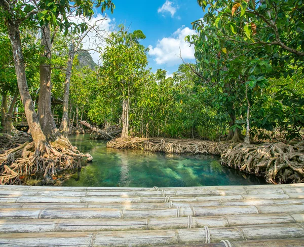 Mangroves le long de l'eau verte turquoise — Photo