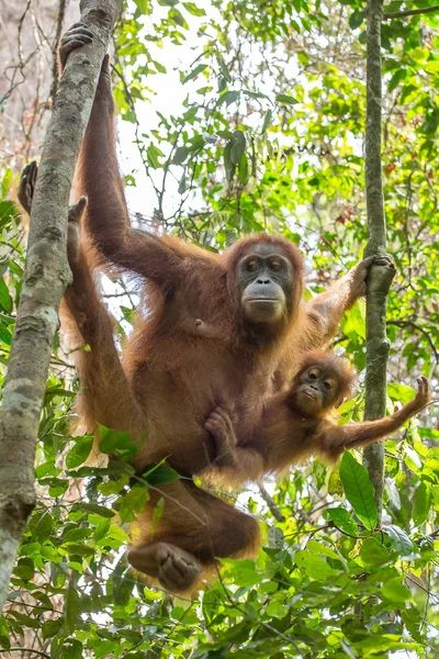 Vrouwelijke orang-oetan met een baby — Stockfoto