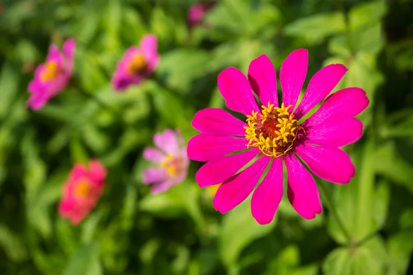 Beautiful pink flower — Stock Photo, Image