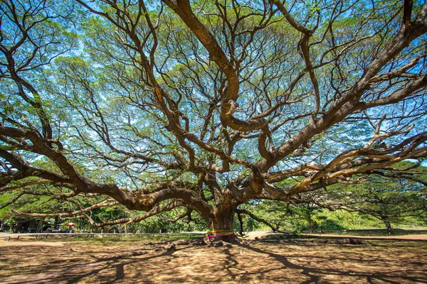 Árvore gigante na província de Kanchanaburi — Fotografia de Stock