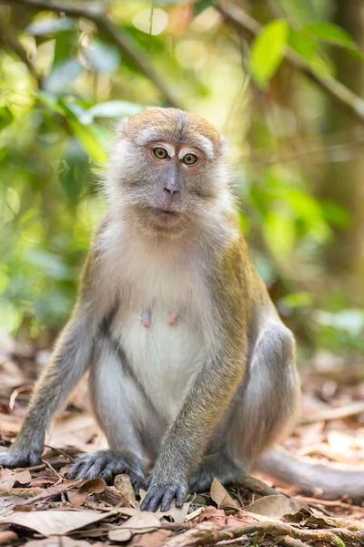 Μακάκος στο Gunung Leuser Εθνικό Πάρκο — Φωτογραφία Αρχείου