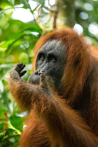 Orango femmina nel Parco Nazionale Gunung Leuser — Foto Stock