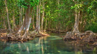 Mangrove trees along the water