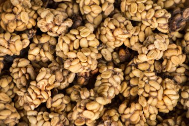 Kopi luwak kahve