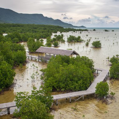 Sahil boyunca mangrov orman