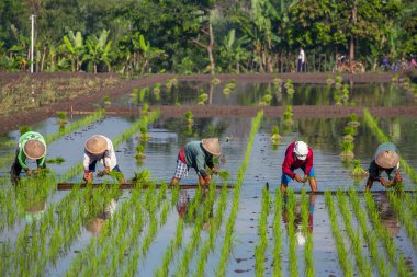 Farmers planting rice near Yogyakarta