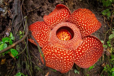 Close-up of amazing Rafflesia clipart