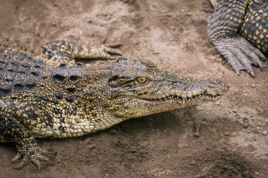 Crocodile close-up in the zoo