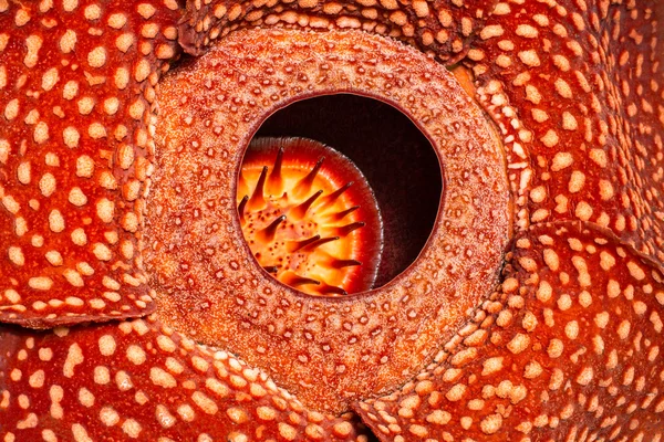 Close-up of amazing Rafflesia — Stok fotoğraf