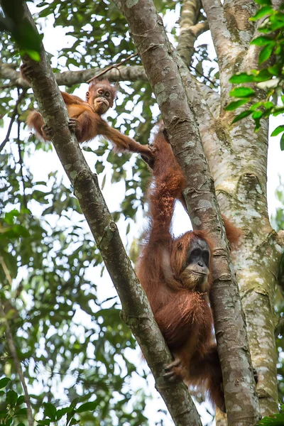 Orango femminile con un bambino — Foto Stock