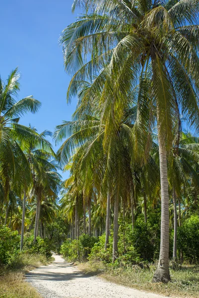 Road with palm trees — Stock Photo, Image