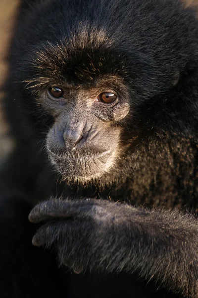 Close-up portrait of Black Gibbon — 图库照片