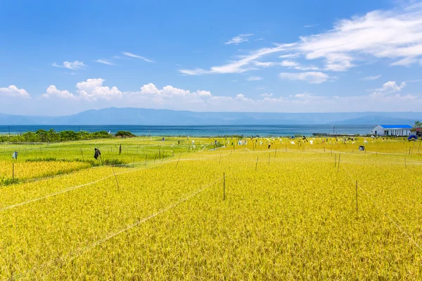 Rice field near lake Toba — Stockfoto
