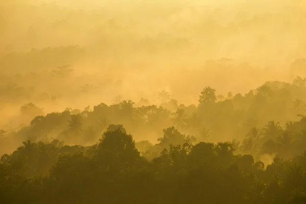 Nebbia alba sulla foresta — Foto Stock