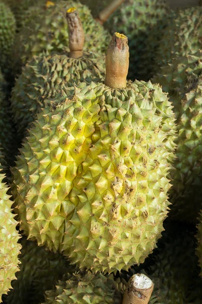 Deilige, durianske frukter – stockfoto