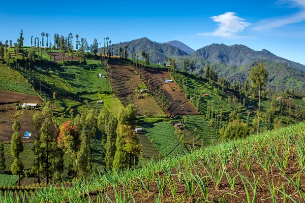 Cultivos vegetales en los campos . — Foto de Stock