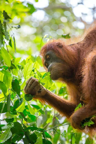 Carino orango femminile — Foto Stock