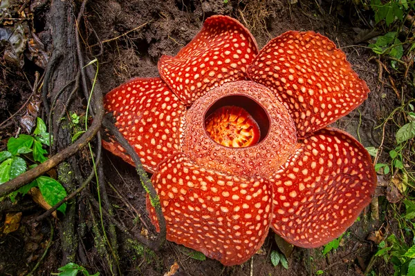 Close-up of amazing Rafflesia