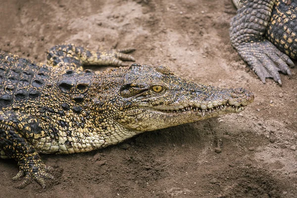 Crocodile close-up in the zoo — Stock Photo, Image