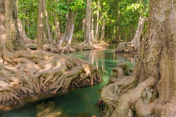 Árboles de manglar a lo largo del agua — Foto de Stock