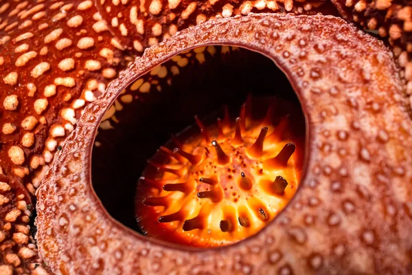 Close-up de incrível Rafflesia — Fotografia de Stock