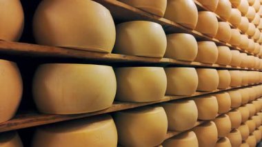 Parmigiano-Reggiano sert peynirinin geleneksel üretim süreci Parma, İtalya 'da küçük bir mandıra çiftliğinde. Parmesan peyniri tekerlerinin 5 yıla kadar yaşlandığı fabrika olgunlaşma odası. 