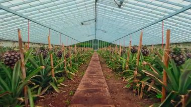 Sao Miguel Adası 'ndaki bir ananas tarlasında olgunlaşan ananaslar, Portekiz' in Azores şehrinde, tropikal tarım ve yemyeşil bitki örtüsünü gösteren yavaş çekimde çekildi..
