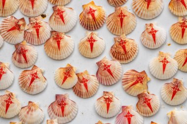 Compostela, Santiago de Compostela, Galiçya, İspanya 'ya yapılan hac ziyaretini temsil eden, Aziz James' in kırmızı haçı sembolüyle süslenmiş bir deniz tarağı kabuğu koleksiyonu.