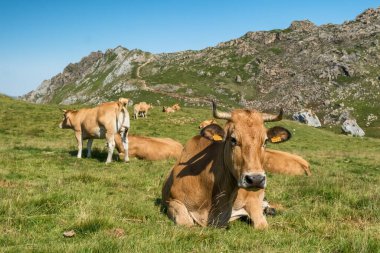 Picos de Europa ulusal parkında yemyeşil bir çayırda dinlenen ve otlayan yerli inekler engebeli kayalık tepeler ve arka planda mavi bir gökyüzü ile ulusal parktalar..