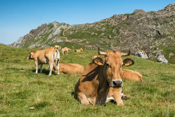 Picos de Europa ulusal parkında yemyeşil bir çayırda dinlenen ve otlayan yerli inekler engebeli kayalık tepeler ve arka planda mavi bir gökyüzü ile ulusal parktalar..