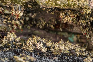 Atlantik kıyısındaki deniz taşlarına tutunan deniz kabuklularına ya da kaya midyelerine yaklaşın. Galiçya, İspanya