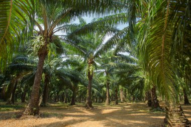 Palm oil trees plantations