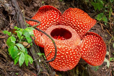 Rafflesia, biggest flower in world clipart