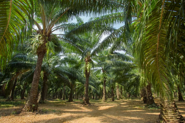 Piantagioni di palme — Foto Stock