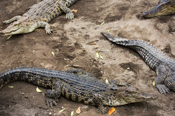 Crocodiles close-up in zoo, Indonesia — Stockfoto