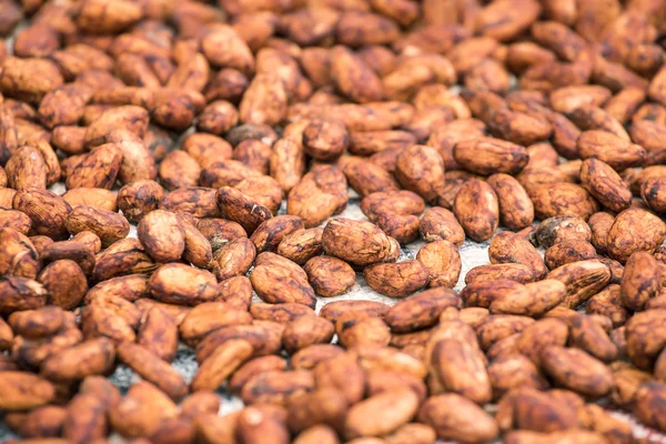 Raw cocoa beans — Stock Photo, Image
