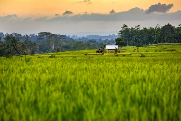 Reisfelder und Bäume auf Bali — Stockfoto