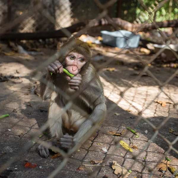 Macaque singe manger — Photo