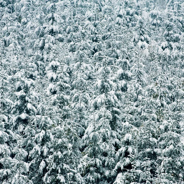 Δέντρα καλυμμένα με χιόνι — Φωτογραφία Αρχείου
