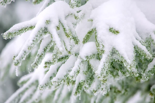 Neve coberto de árvores — Fotografia de Stock