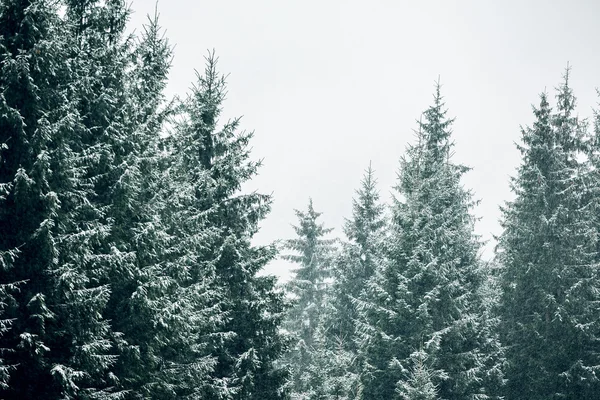 Alberi ricoperti di neve — Foto Stock